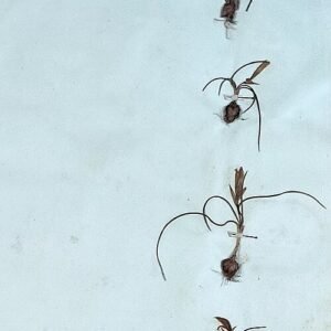 Bloeiende Romulea bulbocodium plant met paarse bloemen.