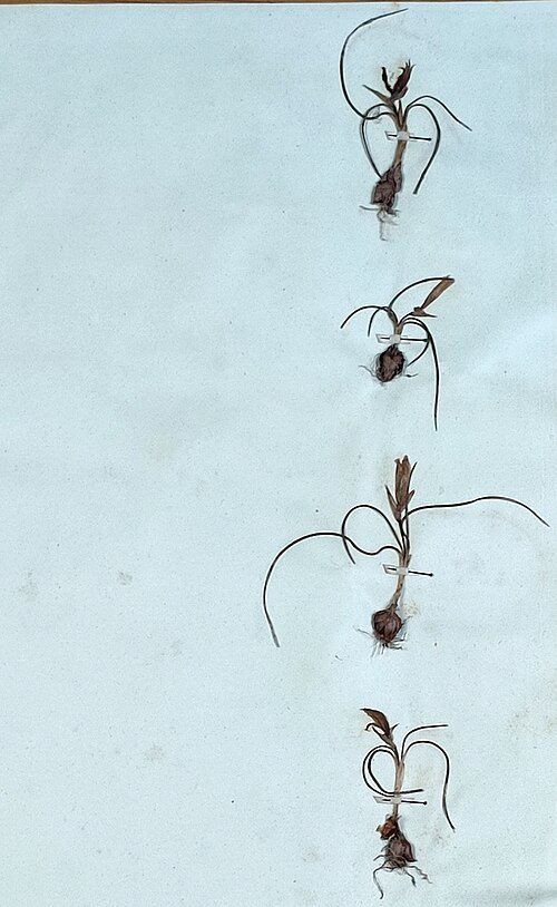 Bloeiende Romulea bulbocodium plant met paarse bloemen.