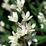 Deutzia witte bloem op groene bladeren.