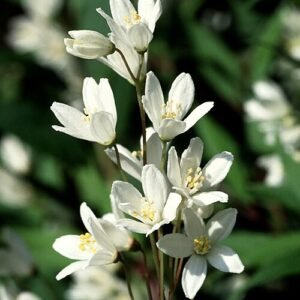 Deutzia witte bloem op groene bladeren.