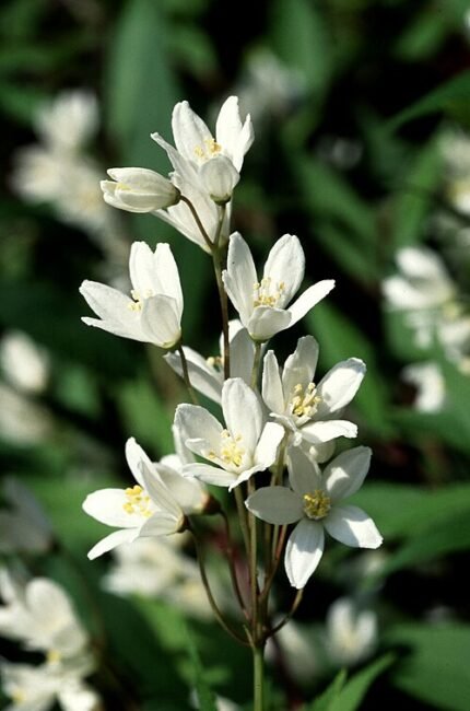Deutzia witte bloem op groene bladeren.