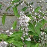 Zachtroze bloeiende Deutzia pulchra plant.