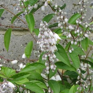 Zachtroze bloeiende Deutzia pulchra plant.