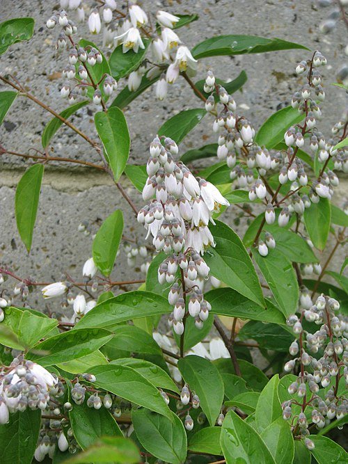Zachtroze bloeiende Deutzia pulchra plant.