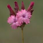 Dianthus cruentus bloem in roze en witte tinten op groene achtergrond.