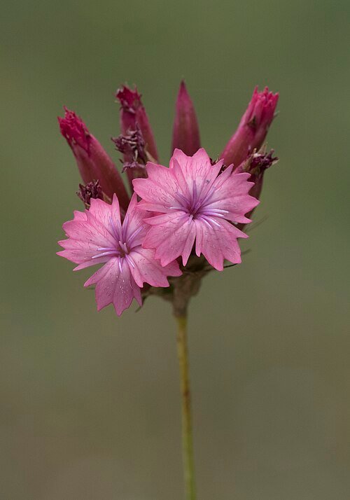 Dianthus cruentus bloem in roze en witte tinten op groene achtergrond.