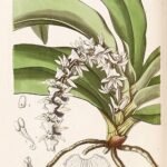 Diaphananthe orchidee met doorzichtige bloemen en groene stengel.
