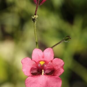Apricot Queen Diascia flower on green background.