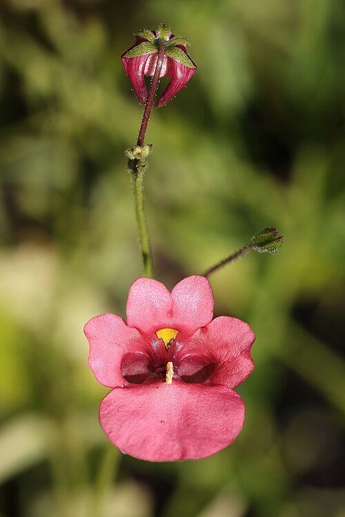 Apricot Queen Diascia flower on green background.