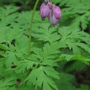 Dicentra formosa plant met roze hartvormige bloemen en fijn gevederd blad.