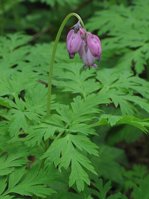 Dicentra formosa plant met roze hartvormige bloemen en fijn gevederd blad.