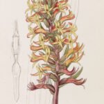 Rode bloem Dichromanthus cinnabarinus op botanische achtergrond.