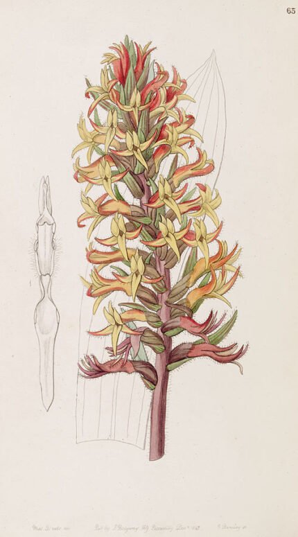 Rode bloem Dichromanthus cinnabarinus op botanische achtergrond.