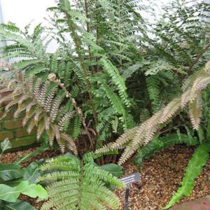 Didymochlaena truncatula varenbladeren met gekartelde randen en heldergroene kleur.