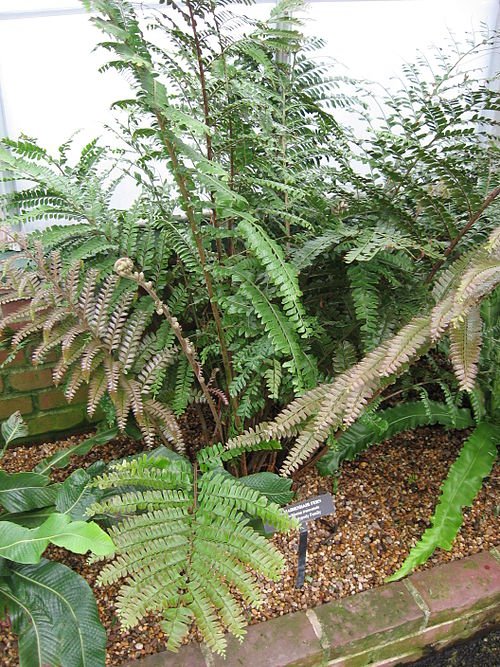 Didymochlaena truncatula varenbladeren met gekartelde randen en heldergroene kleur.