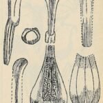 Didymoplexis