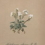 Witte bloeiende Hornungia alpina met groene bladeren op alpenweide.