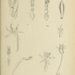 Neuwiedia zollingeri orchidee bloemen op Javaanse achtergrond.
