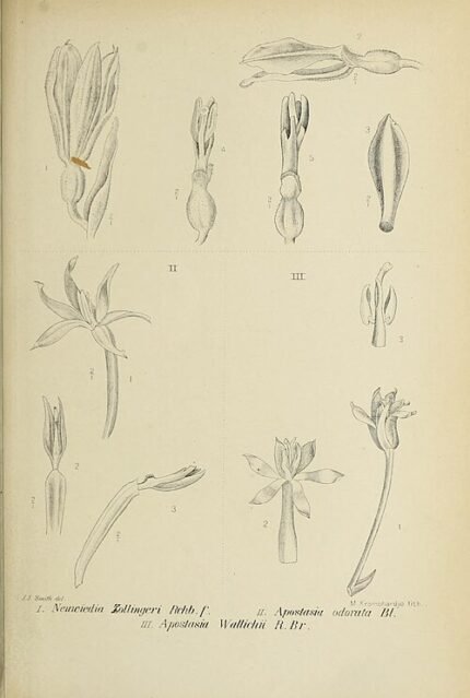 Neuwiedia zollingeri orchidee bloemen op Javaanse achtergrond.
