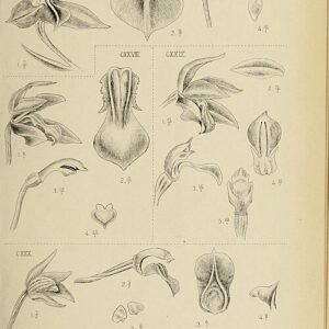 Witte orchideeën met groene bladeren op donkere achtergrond.
