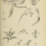 Pilophyllum bloem in bloei, witte bloemblaadjes en gele lip, botanische illustratie.