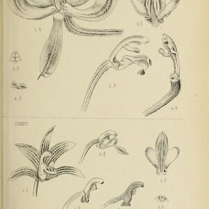 Pilophyllum bloem in bloei, witte bloemblaadjes en gele lip, botanische illustratie.
