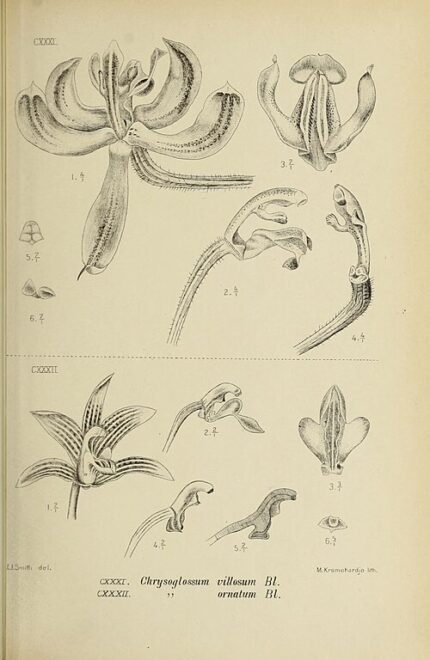 Pilophyllum bloem in bloei, witte bloemblaadjes en gele lip, botanische illustratie.