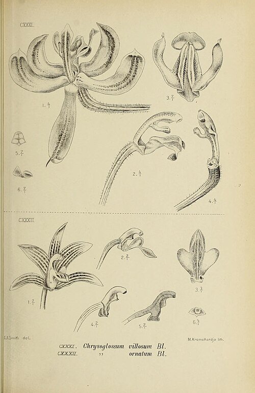 Pilophyllum bloem in bloei, witte bloemblaadjes en gele lip, botanische illustratie.