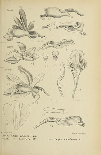 Phaius amboinensis orchidee in roze, paars en wit op donkere achtergrond.