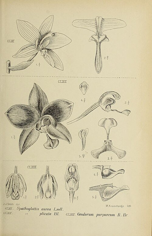 Bloeiende Geodorum terrestre orchideeën in botanische illustratie.