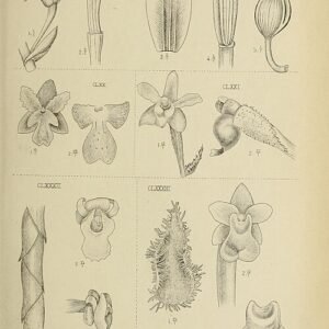 Dilochia orchidee met paarse en gele bloemen op groene bladeren.