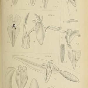 Dendrobium convexum orchidee met paars-witte bloemen en groen blad.