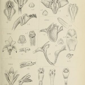 Close-up van bloeiende Eria lasiopetala orchidee met witte bloemen en groene bladeren.