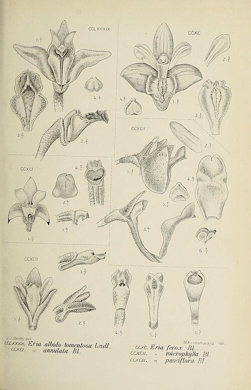 Close-up van bloeiende Eria lasiopetala orchidee met witte bloemen en groene bladeren.