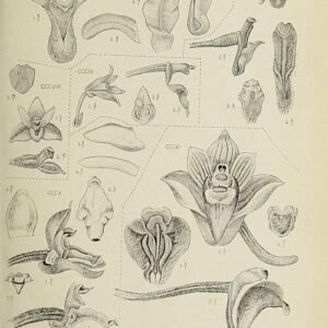 Bryobium retusum orchidee bloeit op groene bladeren.