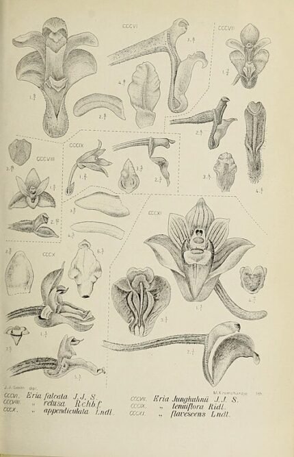 Bryobium retusum orchidee bloeit op groene bladeren.