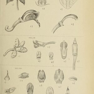 Illustratie van Dipodium scandens orchideeën in botanische tekening uit 1911.