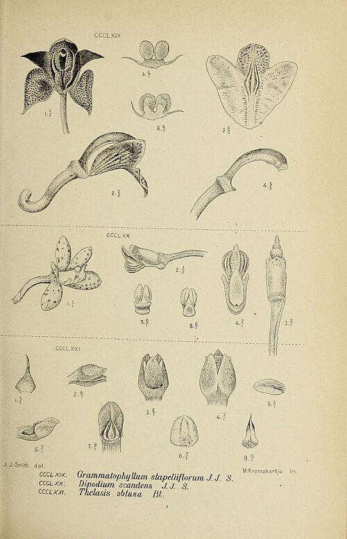 Illustratie van Dipodium scandens orchideeën in botanische tekening uit 1911.
