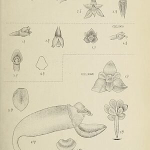 Thelasis carinata orchidee bloemen in rijke kleuren en gedetailleerde bloembladen.