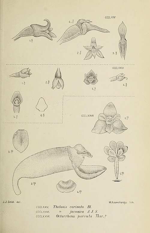 Thelasis carinata orchidee bloemen in rijke kleuren en gedetailleerde bloembladen.