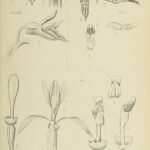 Lecanorchis