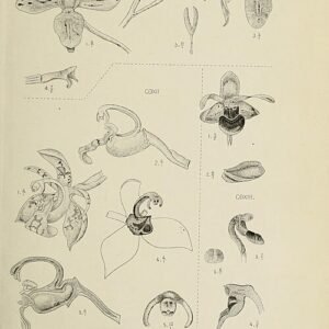 Orchideeën van Acriopsis indica met witte en gele bloemen.