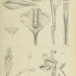 Vanilla aphylla orchidee met witte bloemen en groene bladeren op botanische illustratie.
