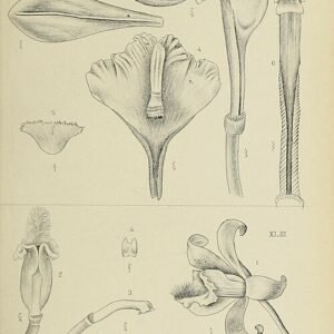 Vanilla aphylla orchidee met witte bloemen en groene bladeren op botanische illustratie.