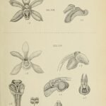 Witte en gele Taeniophyllum hasseltii orchidee met delicate bloembladeren.