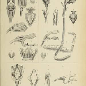 Illustratie van Gastrodia javanica orchidee uit 1908 botanisch boek.