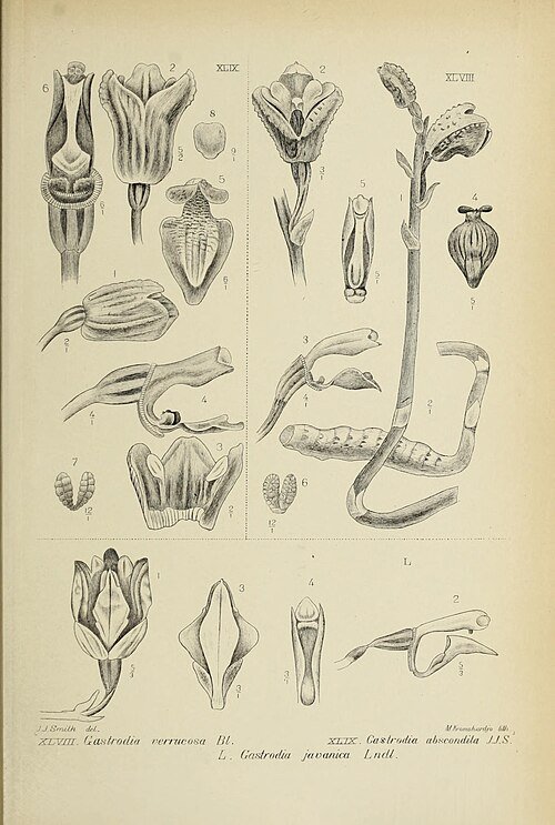Illustratie van Gastrodia javanica orchidee uit 1908 botanisch boek.