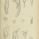 Illustratie van prachtige orchideeën uit "Die Orchideen von Java" boek (1908).