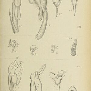 Illustratie van prachtige orchideeën uit "Die Orchideen von Java" boek (1908).