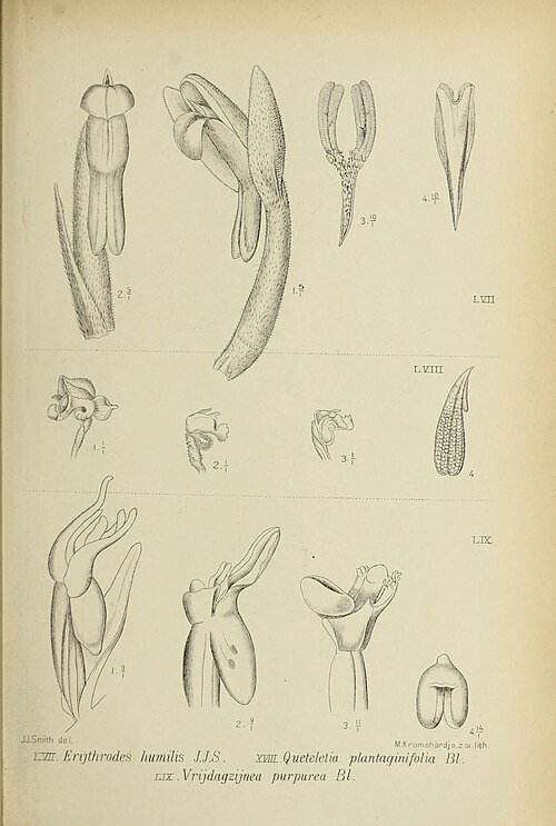 Illustratie van prachtige orchideeën uit "Die Orchideen von Java" boek (1908).